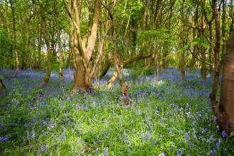 Nature Reserves | Yorkshire Wildlife Trust